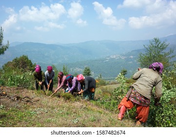 Dolakha District, Nepal - April 28, 2019: Group Of Nepali Women Working On Terrace Field In Mountains Near Jiri