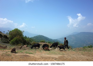 Dolakha District, Nepal - April 28, 2019: Old Nepali Man Looking After Grazing Black Goats In Mountains Near Jiri