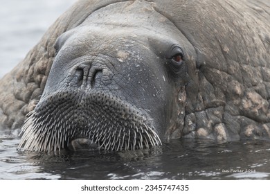 Doleful walrus; Rearing walrus; Walrus beard closeup; Walrus splashing water; Spitzbergen