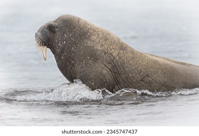 Doleful walrus; Rearing walrus; Walrus beard closeup; Walrus splashing water; Spitzbergen