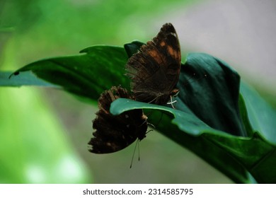 Doleschallia bisaltide  the autumn leaf  is nymphalid butterfly found in South Asia  Southeast Asia    Australasia  Mating butterflies 

