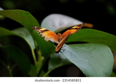 Doleschallia bisaltide  the autumn leaf  is nymphalid butterfly found in South Asia  Southeast Asia    Australasia  Mating butterflies 

