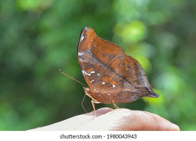 Doleschallia Bisaltide Continentalis
Autumn Leaf