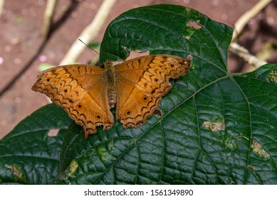 Doleschallia Bisaltide Resting On A Green Leaf 