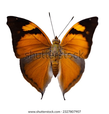 Doleschallia bisaltide siamensis Autumn Leaf A beautiful butterfly with iridescent orange brown wings dotted open wings isolated on white background. this has clipping path.
