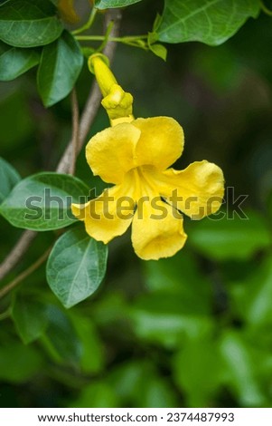 Dolichandra unguis-cati, commonly known as cats claw creeper, funnel creeper, or cat's claw trumpet