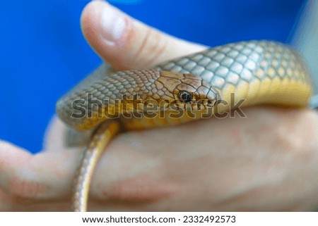 Dolichophis caspius, also known as the Caspian whipsnake, is a non-venomous snake.The Caspian whipsnake is not considered to be a dangerous snake, but it can bite if it feels threatened.