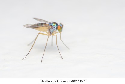 Dolichopodidae Fly, insect macro, white background