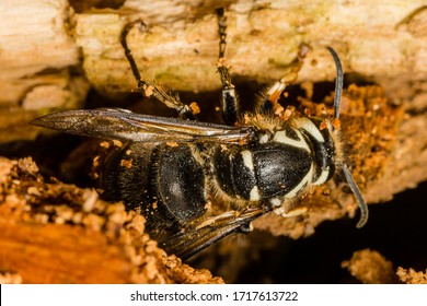 Dolichovespula maculata, colloquial names include the bald-faced hornet, bald hornet, white-faced hornet, white-tailed hornet, spruce wasp, blackjacket, and bull wasp.