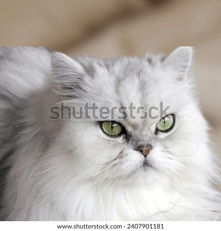 
Doll face persian cat. Adorable, cute cat, also known as Classic Persian, Old Fashioned Persian and Long-nosed Persian