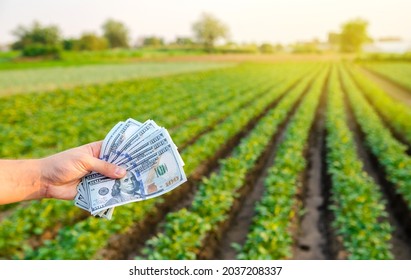 Dollar Bills In The Hands Of A Farmer On A Background Of Plantation. Profit, Income From Agribusiness Concept. Agricultural Startups. Support And Subsidies. Farm Loans. Selective Focus