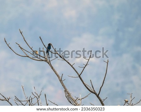 A dollar bird perched on a high perch in the deep jungles on the outskirts of Thattekad, Kerala
