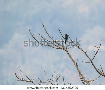 A dollar bird perched on a high perch in the deep jungles on the outskirts of Thattekad, Kerala
