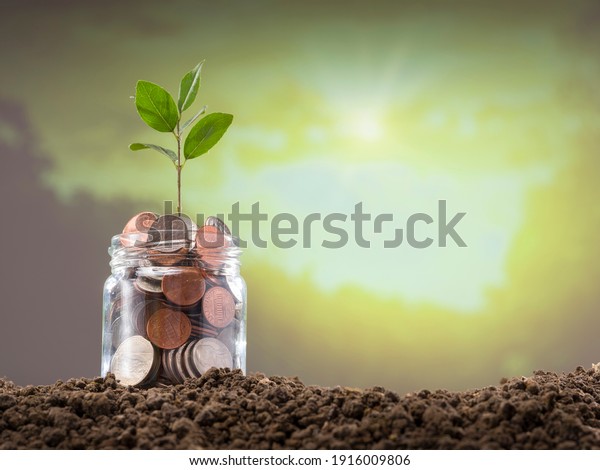 Dollar coins and young plant in glass hive.\
Growth and savings\
concept