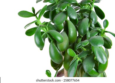 Dollar plant or money tree isolated on the white background  