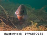 Dollar Sunfish with a wide open mouth