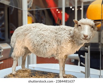 Dolly the Cloned Sheep - First Animal Cloned on Display in Edinburgh, Scotland