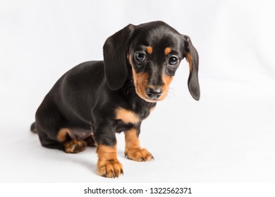 Dolly Dachshund puppy