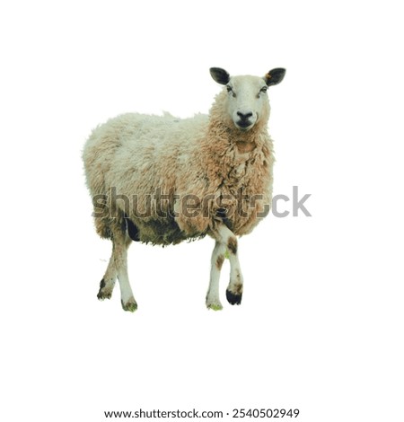 Dolly the Sheep Was Named in Reference Breasts