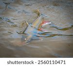 A Dolly Varden trout fish swimming in a lake in closeup