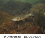 dolly varden trout swimming under the water