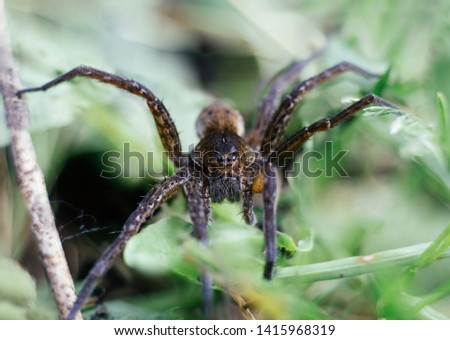 Dolomedes fimbriatus, fishing spider, raft spider, water spider, pisaura in grass on green background. Big spider, lives near the water. Insects are predators. Macro, close up, front view.