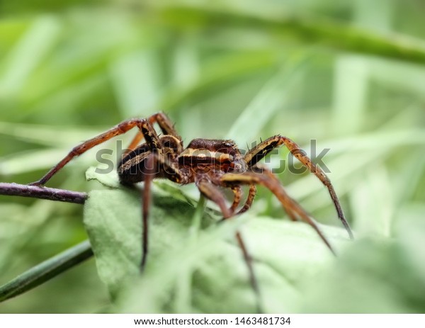 grass spider predators