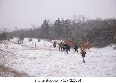 DOLOVO, SERBIA , JANUARY 06 2019 : Peoples Cutting Yule Log Tree From Woods For Christmas Eve Fire. Christmas Custom In Serbia.