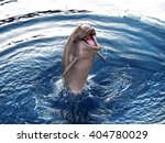 dolphin