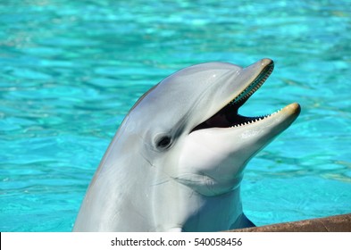 dolphin-260nw-540058456.jpg