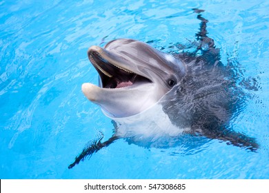 Dolphin - Powered by Shutterstock