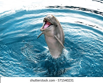 dolphin