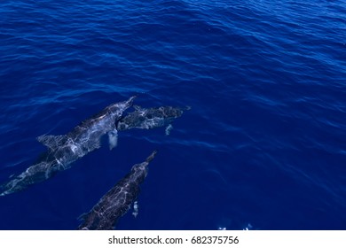 dolphin