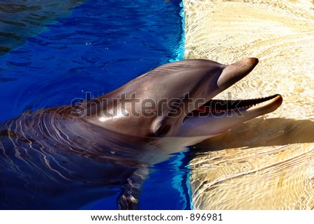 Dolphin