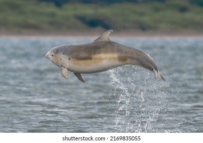 A dolphin is an aquatic mammal within the infraorder Cetacea. Dolphin species belong to the families Delphinidae, Platanistidae, Iniidae, Pontoporiidae, and the extinct Lipotidae. High-quality photo.