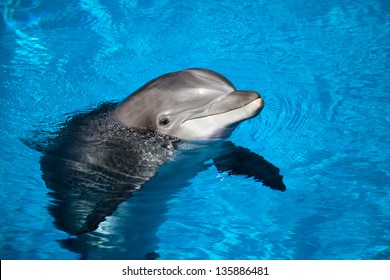 Dolphin Baby