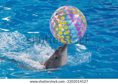 Dolphin with a ball swims in the pool.