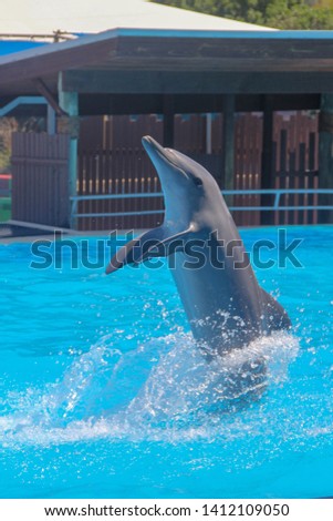 Dolphin in basin of oceanarium