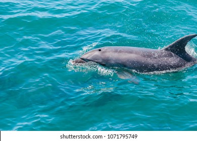 Dolphin In Bay Of Islands, New Zealand