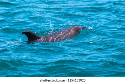 Dolphin In Bay Of Islands, New Zealand