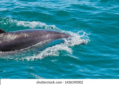 Dolphin In Bay Of Islands, New Zealand