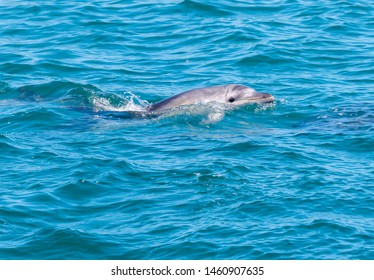 Dolphin In Bay Of Islands, New Zealand