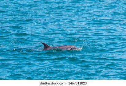 Dolphin In Bay Of Islands, New Zealand