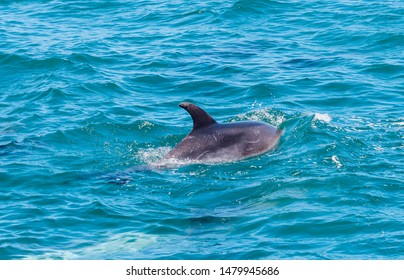 Dolphin In Bay Of Islands, New Zealand