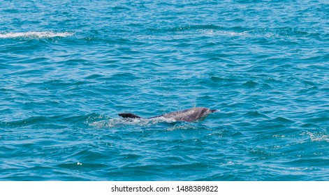 Dolphin In Bay Of Islands, New Zealand