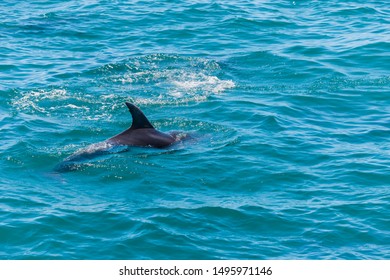 Dolphin In Bay Of Islands, New Zealand