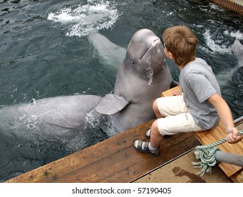 The dolphin beluga jumps out of water and kisses the boy