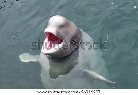 The dolphin beluga looks out of water with an open mouth
