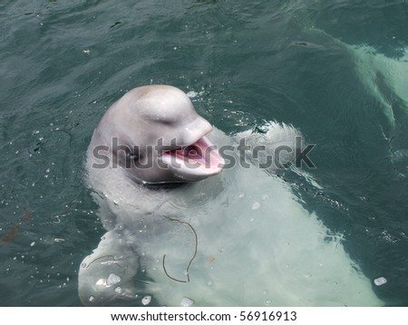 The dolphin beluga looks out of water with an open mouth