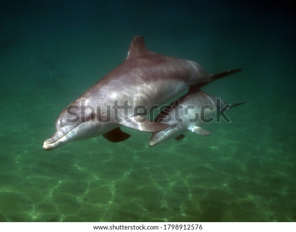 Dolphin calf swimming closely alongside it\'s mother\
in the Indian Ocean